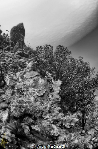 ikelite, Niikon D90, tokina 10-17 Fisheye by Arun Madisetti 